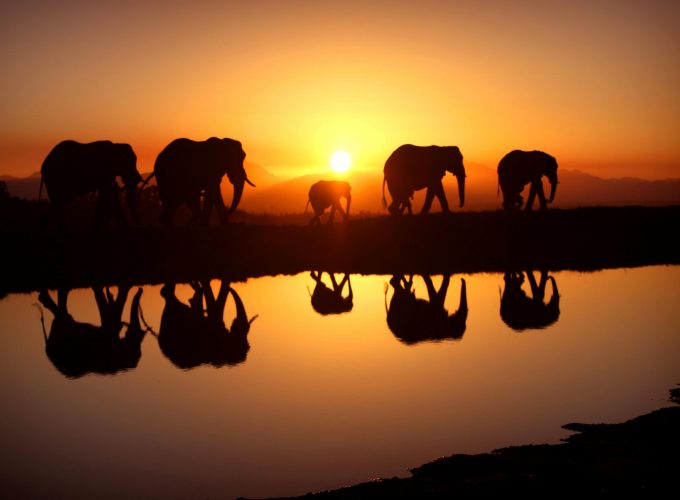 Wallpaper Elephant, sunset, water, Animals 148358815
